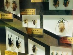 -上海昆虫博物馆