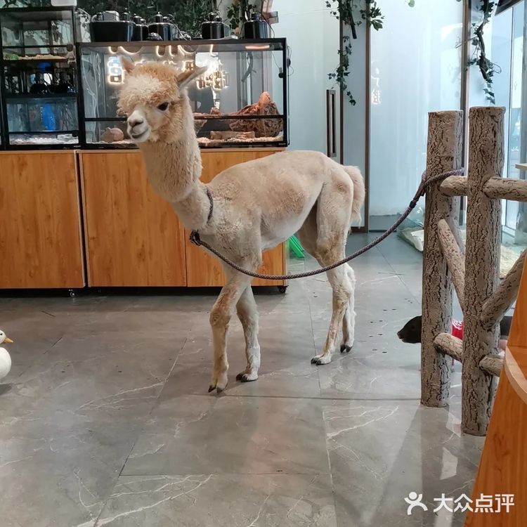 萌宠乐园夏日来打卡[调皮]