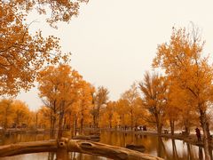 -金塔沙漠胡杨林景区