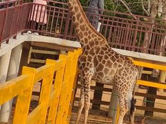 -西霞口神雕山野生动物世界