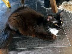 -猫色咖啡·猫咖