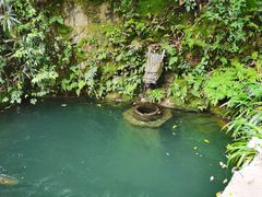 -十八棵（老龙井）御茶园(老龙井店)