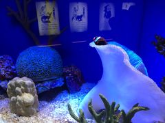 -上海海洋水族馆