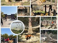-上海野生动物园