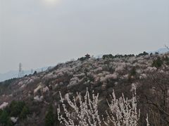 -白水寺森林公园