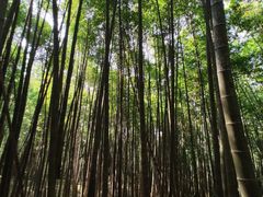 -西湖风景区十里琅珰-五云山