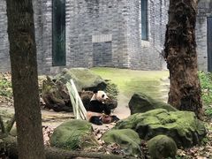 -都江堰中华大熊猫苑