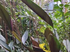 -呀路古热带植物园