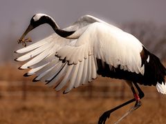 -盐城丹顶鹤湿地生态旅游区