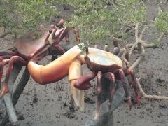 -北海金海湾红树林生态旅游区