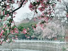 -莫愁湖公园