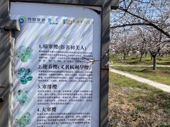 -天王浮山樱花园