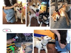 -柴犬高等学院·狗咖·柴犬售卖·宠物训练