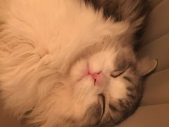 -猫腻·猫咖·撸猫馆(星光大道店)