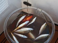 -三亚亚龙湾瑞吉酒店·铭轩中餐厅Mingxuan·海南菜·粤菜