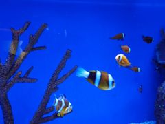 -上海海洋水族馆