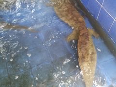 -大口潮边炉中餐火锅