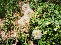 -白草畔自然风景区