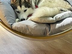 -Husky Go! 哈士奇体验馆·宠物咖啡厅狗咖