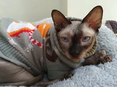-李小姐の猫咖啡馆(五角场店)