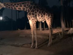 -清迈夜间动物园