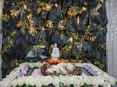 -彩虹桥宠物火化殡葬善终服务(金乐大厦店)