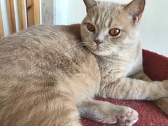 -Catmate·猫肥家润(金润铂宫店)
