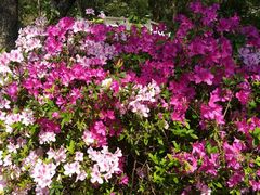 -大埔公路-马料水段香港中文大学(公交站)