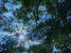 -南宁良凤江国家森林公园