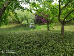 -上海共青森林公园