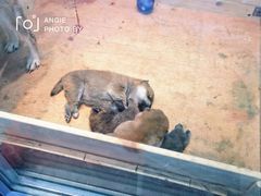 -柴源莊·柴小宠柴犬咖啡