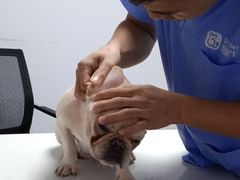 -宠颐生动物医院·猫科·心脏科(海口分院)