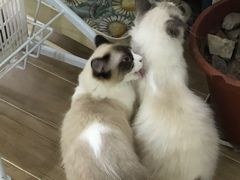 -李小姐の猫咖啡馆(五角场店)
