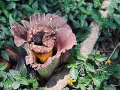 -中国科学院西双版纳热带植物园