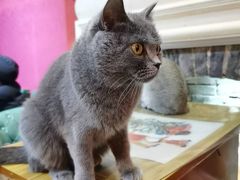 -猫色咖啡·猫咖