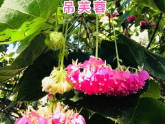 -中国科学院西双版纳热带植物园