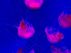 -沈阳海洋探索中心