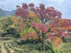 -塔川景区