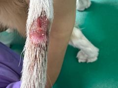 -瑞派申生动物医院·24H夜诊·国际动物医疗中心·骨外科(吴中路店)