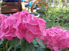 -广东花都香草世界旅游度假区