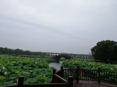 -荷塘月色湿地公园·向阳花洲