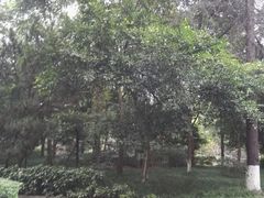 -房湖公园