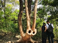 -上海佘山国家森林公园天马山园