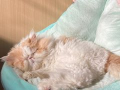 -MOCHA明星猫咖(田子坊店)
