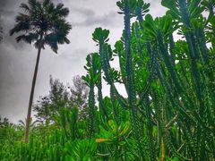 -中国科学院西双版纳热带植物园