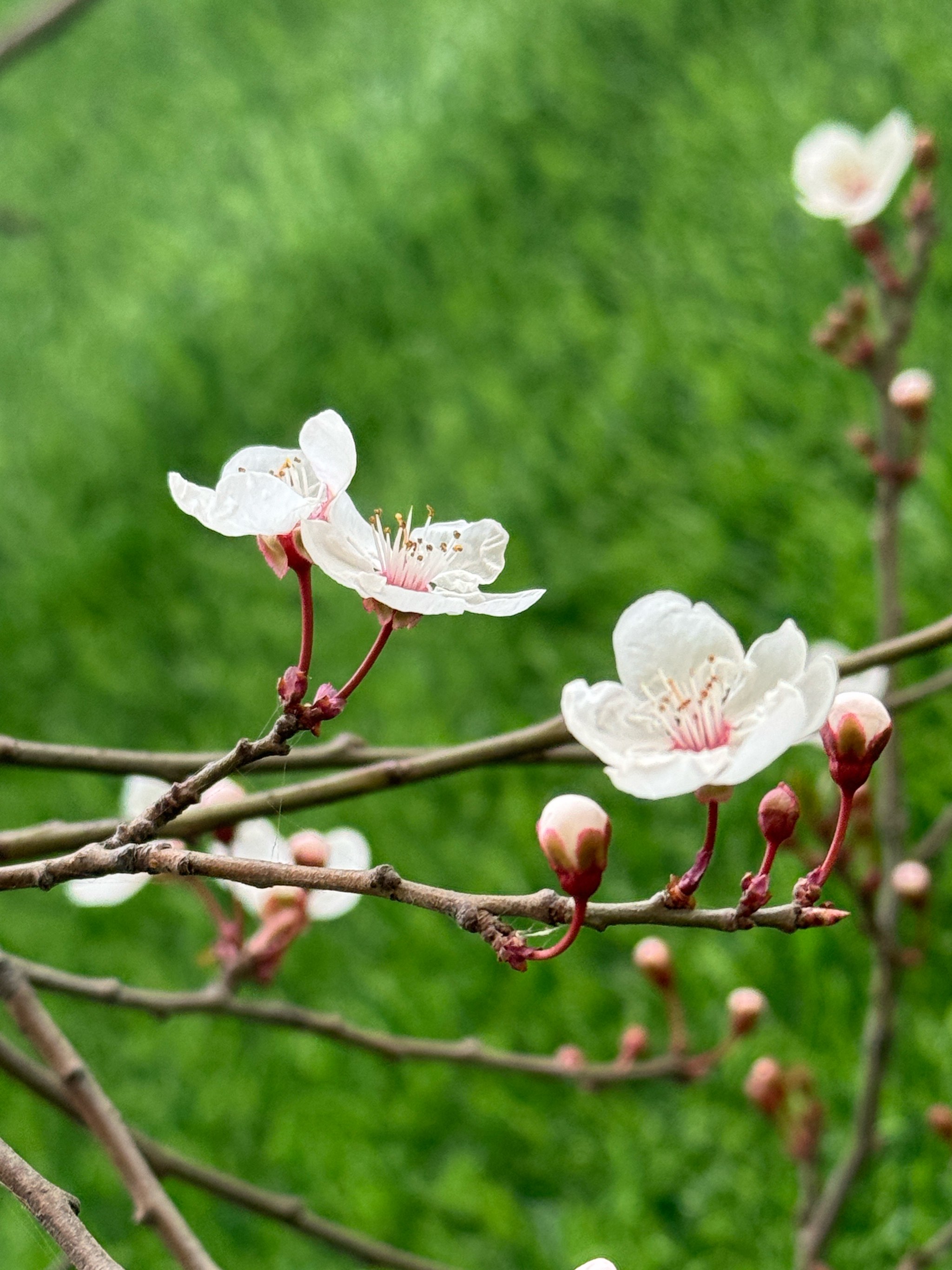 花树的图片大全大图图片