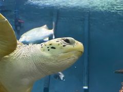 -上海海洋水族馆