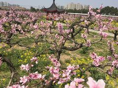 -南汇桃花村