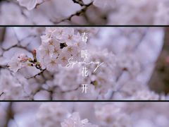 -高东镇樱花园