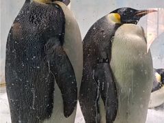-海合安成都极地海洋公园